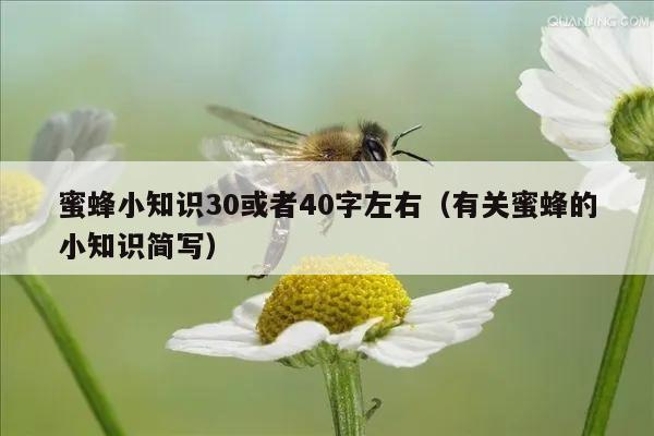 蜜蜂小知识30或者40字左右（有关蜜蜂的小知识简写）