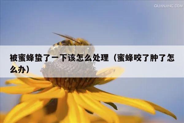 被蜜蜂蛰了一下该怎么处理（蜜蜂咬了肿了怎么办）