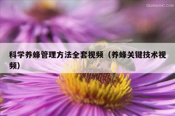 科学养蜂管理方法全套视频（养蜂关键技术视频）