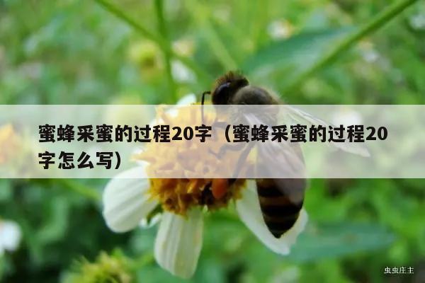 蜜蜂采蜜的过程20字（蜜蜂采蜜的过程20字怎么写）