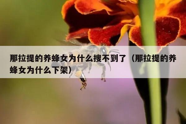 那拉提的养蜂女为什么搜不到了（那拉提的养蜂女为什么下架）