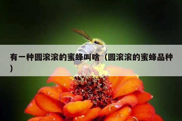 有一种圆滚滚的蜜蜂叫啥（圆滚滚的蜜蜂品种）