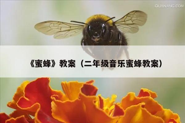 《蜜蜂》教案（二年级音乐蜜蜂教案）