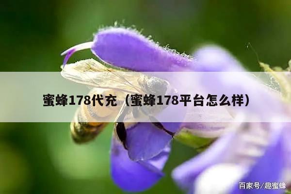 蜜蜂178代充（蜜蜂178平台怎么样）