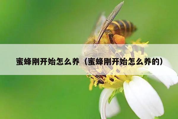 蜜蜂刚开始怎么养（蜜蜂刚开始怎么养的）