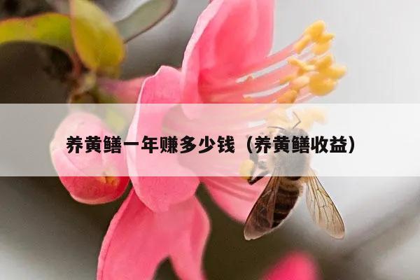 养黄鳝一年赚多少钱（养黄鳝收益）