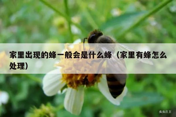 家里出现的蜂一般会是什么蜂（家里有蜂怎么处理）