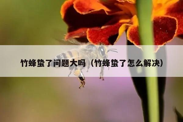 竹蜂蛰了问题大吗（竹蜂蛰了怎么解决）