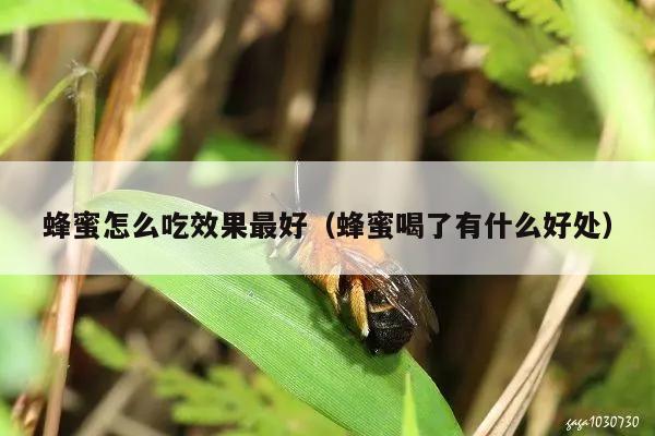 蜂蜜怎么吃效果最好（蜂蜜喝了有什么好处）