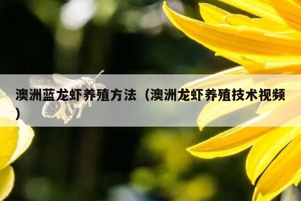 澳洲蓝龙虾养殖方法（澳洲龙虾养殖技术视频）