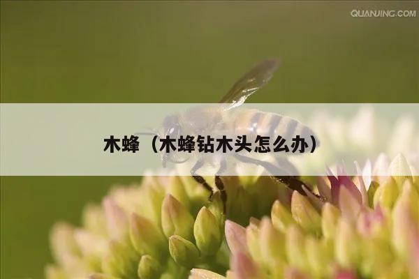 木蜂（木蜂钻木头怎么办）