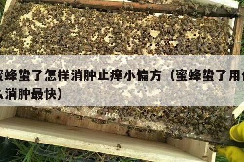 蜜蜂蛰了怎样消肿止痒小偏方（蜜蜂蛰了用什么消肿最快）