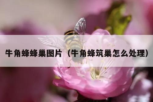 牛角蜂蜂巢图片（牛角蜂筑巢怎么处理）