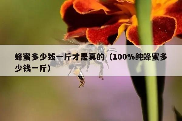 蜂蜜多少钱一斤才是真的（100%纯蜂蜜多少钱一斤）