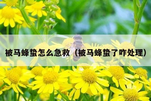 被马蜂蛰怎么急救（被马蜂蛰了咋处理）