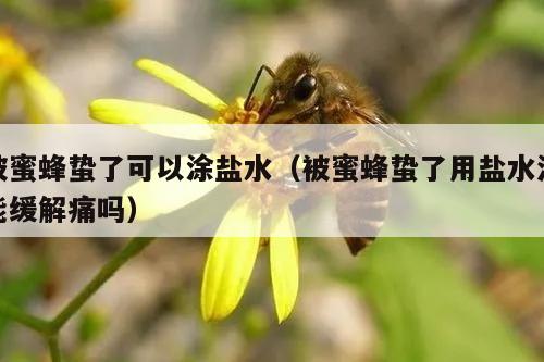 被蜜蜂蛰了可以涂盐水（被蜜蜂蛰了用盐水洗能缓解痛吗）