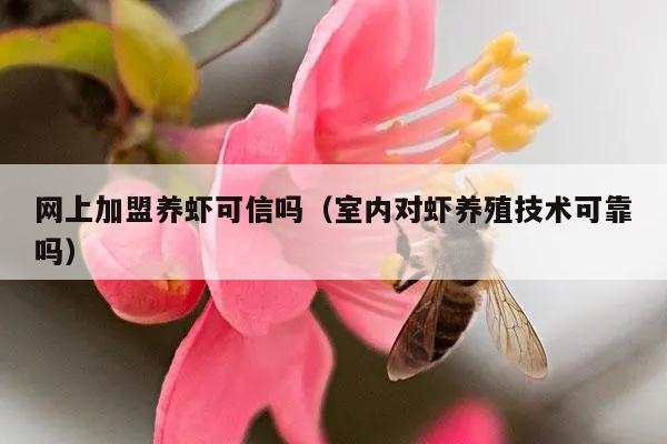 网上加盟养虾可信吗（室内对虾养殖技术可靠吗）