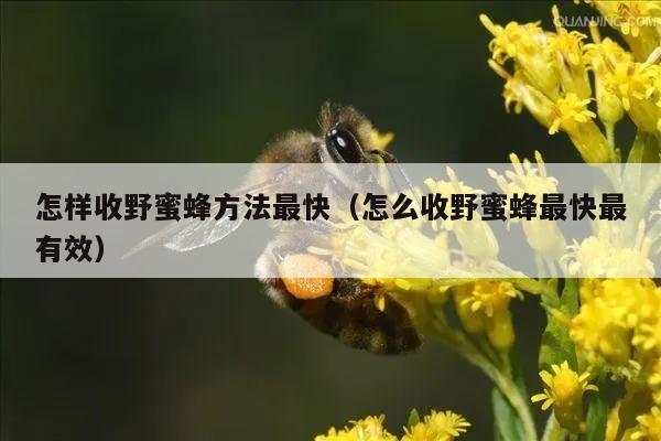 怎样收野蜜蜂方法最快（怎么收野蜜蜂最快最有效）