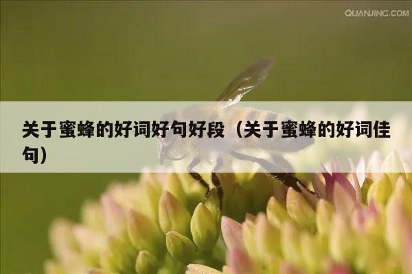 关于蜜蜂的好词好句好段（关于蜜蜂的好词佳句）