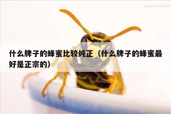 什么牌子的蜂蜜比较纯正（什么牌子的蜂蜜最好是正宗的）