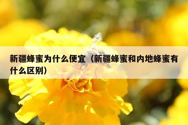 新疆蜂蜜为什么便宜（新疆蜂蜜和内地蜂蜜有什么区别）