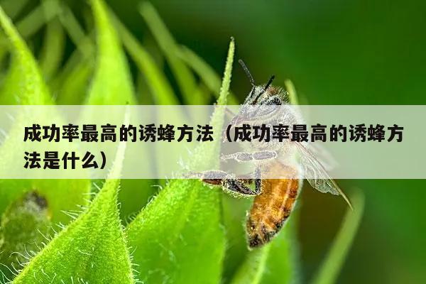 成功率最高的诱蜂方法（成功率最高的诱蜂方法是什么）