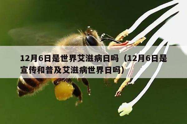 12月6日是世界艾滋病日吗（12月6日是宣传和普及艾滋病世界日吗）