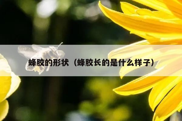 蜂胶的形状（蜂胶长的是什么样子）