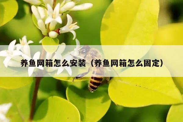 养鱼网箱怎么安装（养鱼网箱怎么固定）