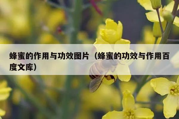 蜂蜜的作用与功效图片（蜂蜜的功效与作用百度文库）