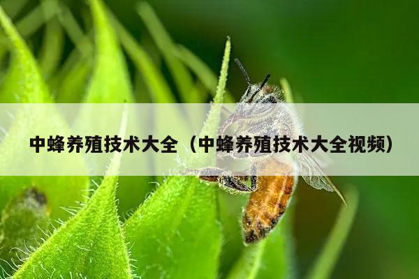 中蜂养殖技术大全（中蜂养殖技术大全视频）