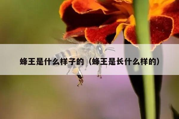 蜂王是什么样子的（蜂王是长什么样的）