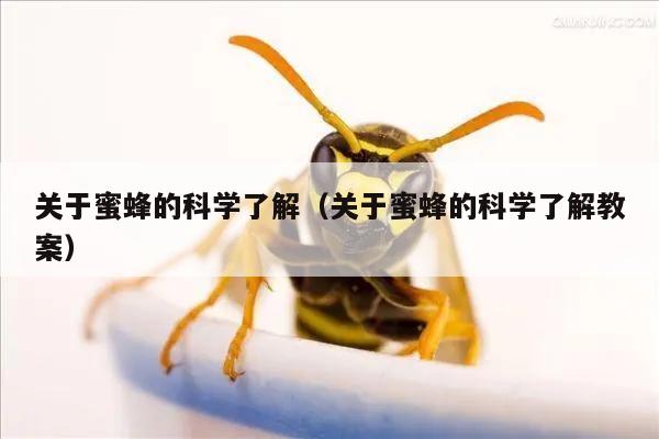 关于蜜蜂的科学了解（关于蜜蜂的科学了解教案）