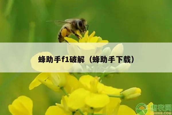 蜂助手f1破解（蜂助手下载）