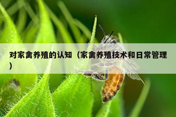 对家禽养殖的认知（家禽养殖技术和日常管理）