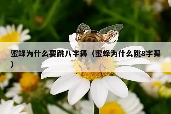 蜜蜂为什么要跳八字舞（蜜蜂为什么跳8字舞）