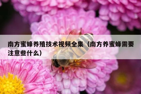 南方蜜蜂养殖技术视频全集（南方养蜜蜂需要注意些什么）