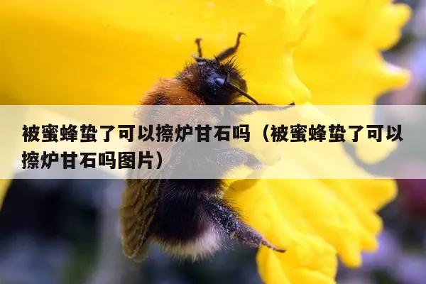 被蜜蜂蛰了可以擦炉甘石吗（被蜜蜂蛰了可以擦炉甘石吗图片）