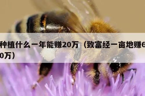 种植什么一年能赚20万（致富经一亩地赚60万）