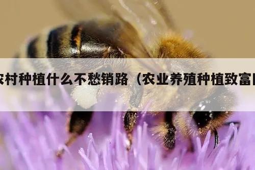 农村种植什么不愁销路（农业养殖种植致富网）