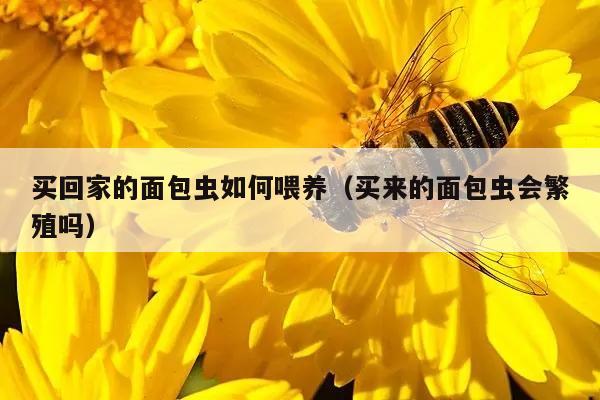 买回家的面包虫如何喂养（买来的面包虫会繁殖吗）