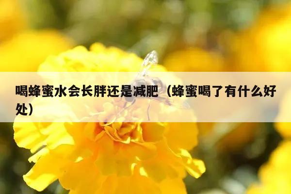 喝蜂蜜水会长胖还是减肥（蜂蜜喝了有什么好处）