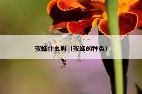 蜜蜂什么叫（蜜蜂的种类）