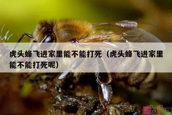 虎头蜂飞进家里能不能打死（虎头蜂飞进家里能不能打死呢）