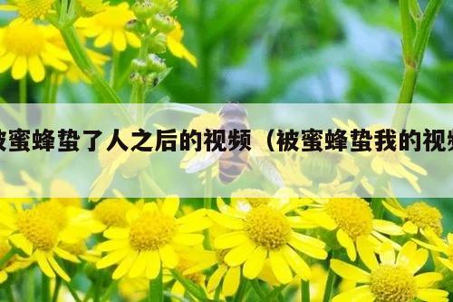 被蜜蜂蛰了人之后的视频（被蜜蜂蛰我的视频）