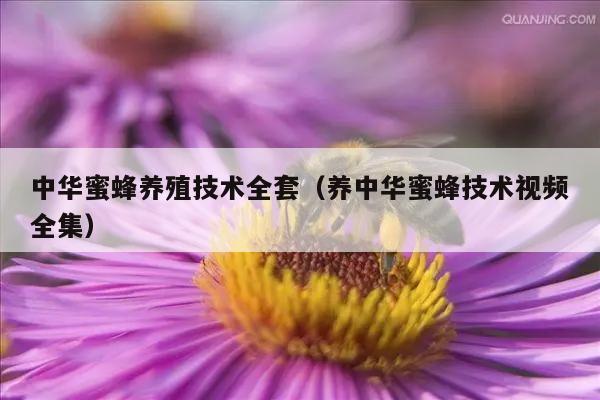 中华蜜蜂养殖技术全套（养中华蜜蜂技术视频全集）