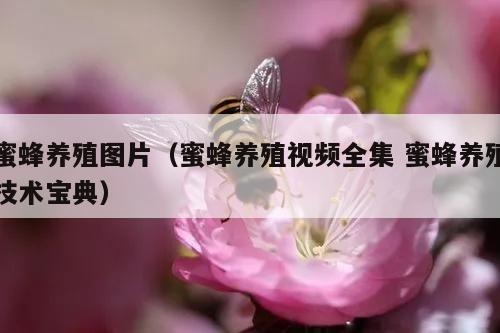 蜜蜂养殖图片（蜜蜂养殖视频全集 蜜蜂养殖技术宝典）