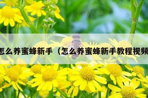 怎么养蜜蜂新手（怎么养蜜蜂新手教程视频）