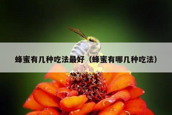 蜂蜜有几种吃法最好（蜂蜜有哪几种吃法）