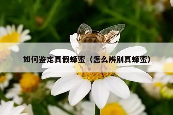 如何鉴定真假蜂蜜（怎么辨别真蜂蜜）